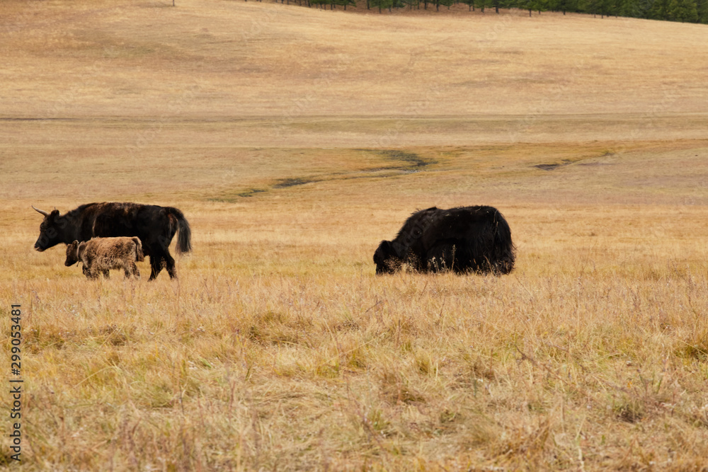 The pet in Mongolia is the yak sarlag (Bos mutus). A herd of yaks in a pasture The pet in Mongolia is the yak sarlag (Bos mutus). A herd of yaks in a pasture