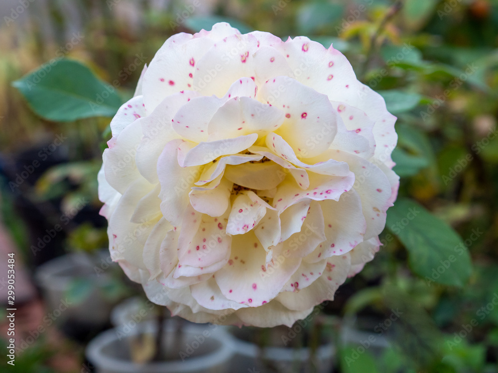 Flower rose flowering in roses garden lat. Rosa chinensis.plants from botanical garden for catalog. Natural lighting effects. Shallow depth of field. handmade of nature. Flower landscape Flower rose flowering in roses garden lat. Rosa chinensis.plants from botanical garden for catalog. Natural lighting effects. Shallow depth of field. handmade of nature. Flower landscape