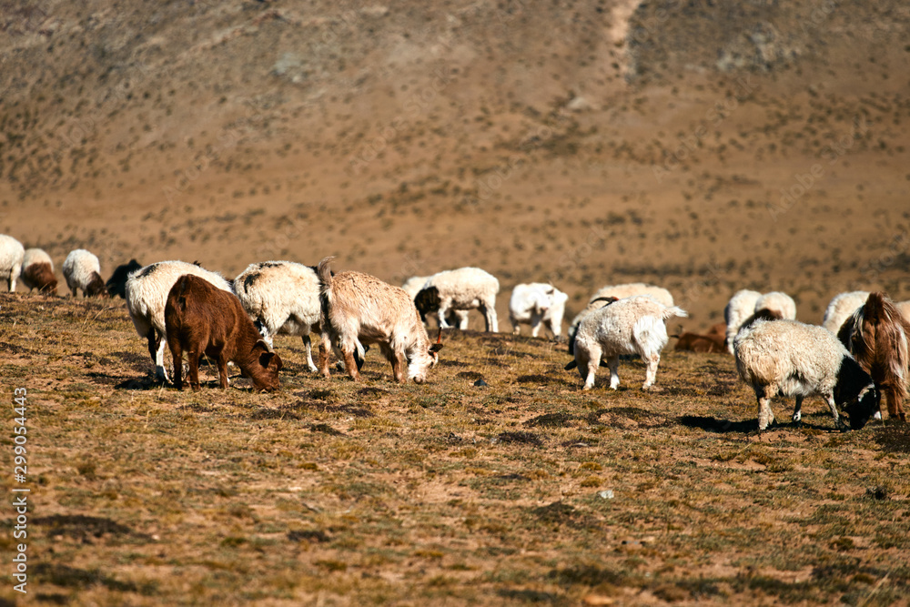 Obraz premium Fluffy cashmere goats on the pastures 