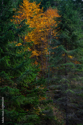 Forest&Autumn 1