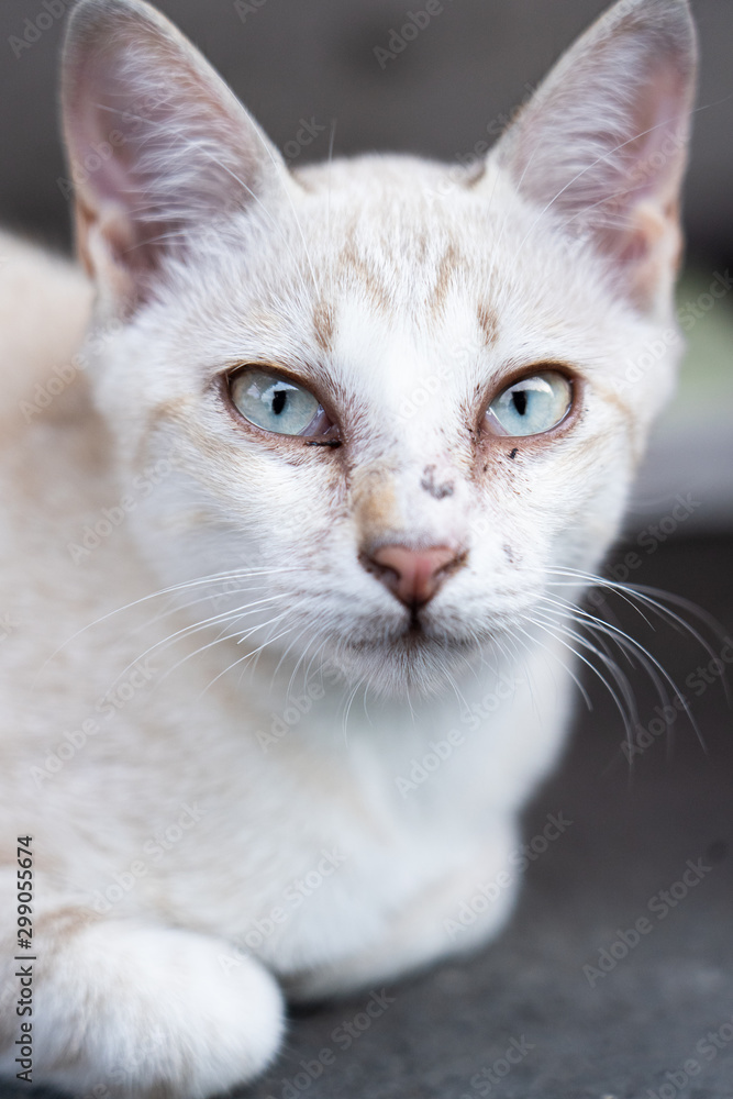 Portrait of Thai white cat with white blue eyes sitting on the floor