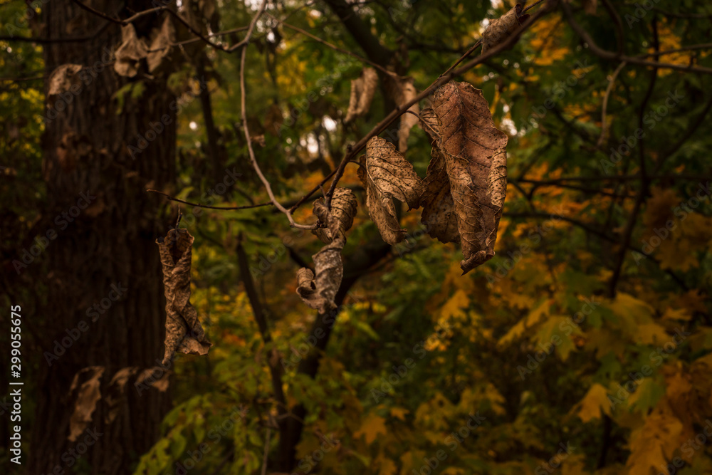 Branch with dry leaves in a dark forest Branch with dry leaves in a dark forest