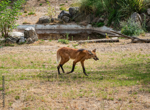 Maned Wolf on the Prowl