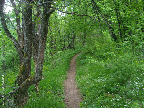Mountain Rtanj Serbia green vegetation and hiking trail