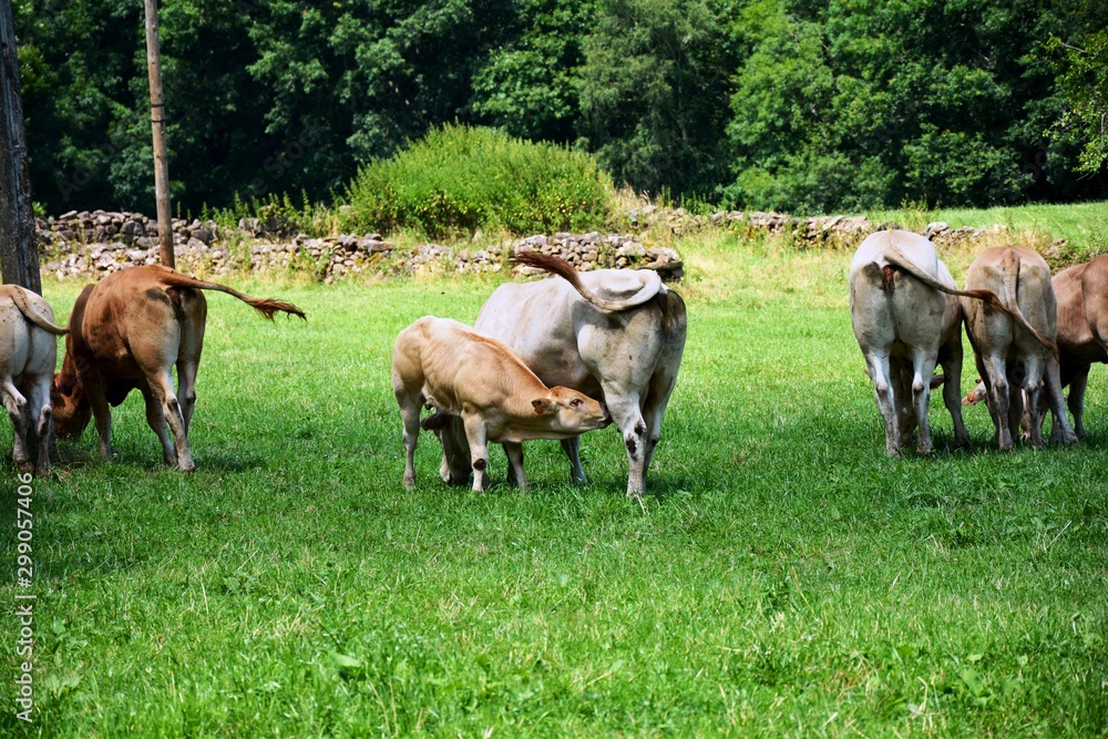 one calf sucking milk of the udder of its mother, the cow one calf sucking milk of the udder of its mother, the cow