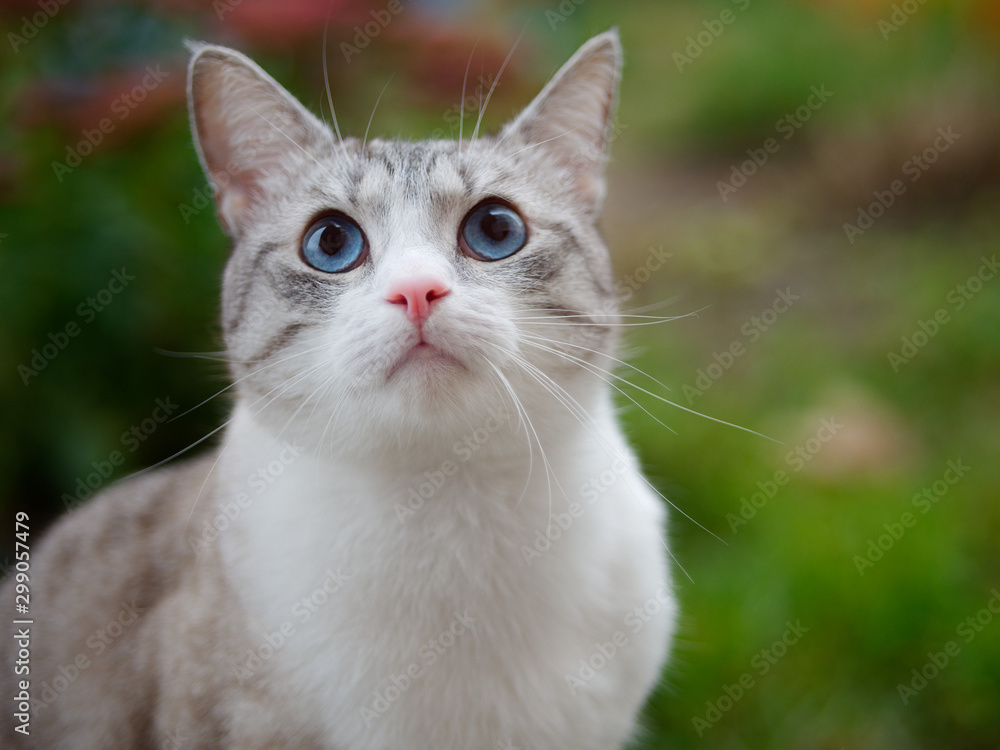 beautiful bright cat with blue eyes on the street beautiful bright cat with blue eyes on the street