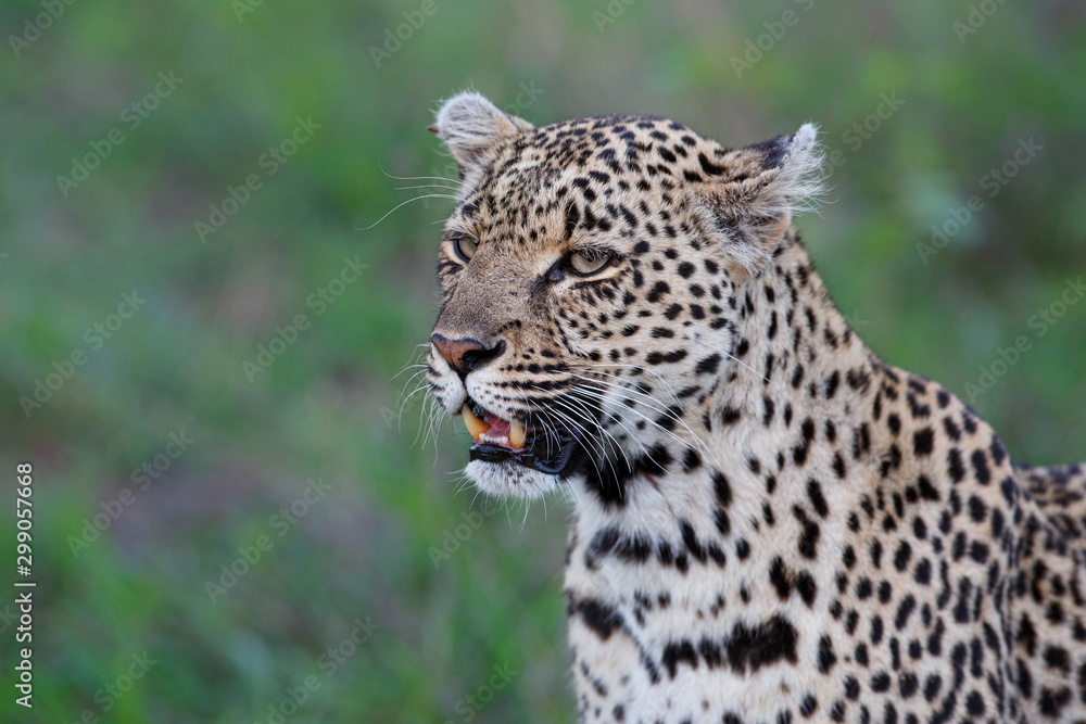 Leopard portrait in Sabi Sands Game Reserve in the greater Kruger region in South Africa Leopard portrait in Sabi Sands Game Reserve in the greater Kruger region in South Africa