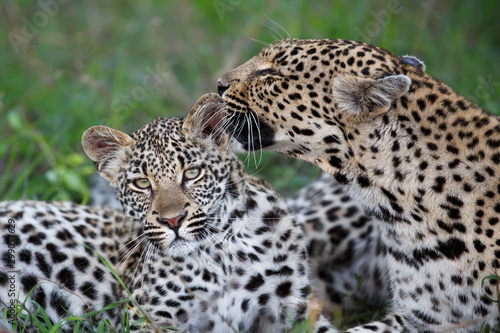 Leopard mother and cub - the female is nursing the young leopard in Sabi Sands Game Reserve in the greater Kruger region in South Africa