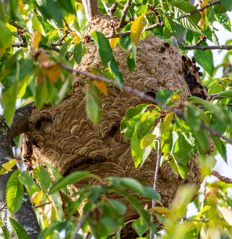 Nest Of Asian Hornet, Yellow-legged Hornet (Vespa Velutina), Invasive ...