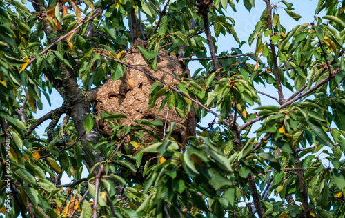Nest of Asian hornet,  yellow-legged hornet (Vespa velutina), invasive species in a cherry tree