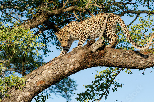 Leopard cub coming out a tree in Sabi Sands Game Reserve in the greater Kruger region in South Africa © henk bogaard