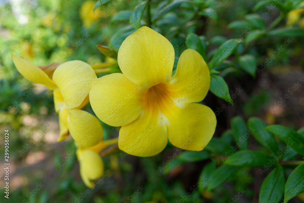 Obraz premium Yellow flower