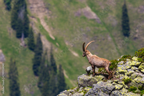 male alpine ibex capricorn standing on rocks looking in abyss © Pascal Halder