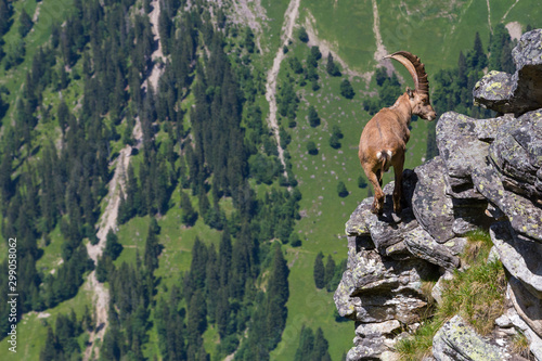 male alpine capra ibex capricorn balancing on rock at abyss photo