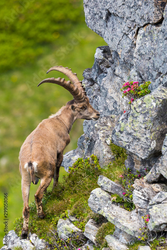 male alpine capra ibex capricorn standing at rock in steep grassland