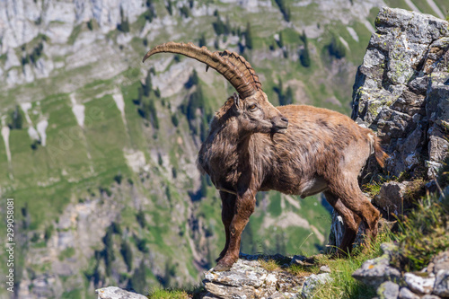 male alpine ibex capricorn standing at abyss looking back photo