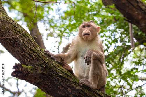 monkey sitting on tree branch in the dark tropical forest in the Sanjay Gandhi National Park Mumbai Maharashtra India. photo