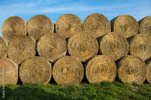  Close-up of cylindrical hay bales on farmland against a blue sky. Autumn landscape of cylindrical bales of hay in farmland in the sunset, cultivating fields. photo