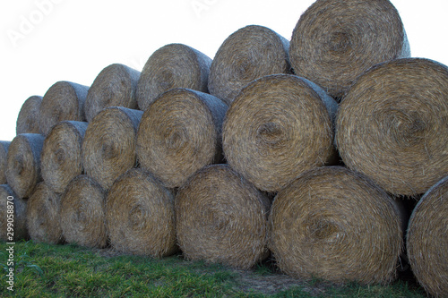  Close-up of cylindrical hay bales on farmland against a blue sky. Autumn landscape of cylindrical bales of hay in farmland in the sunset, cultivating fields. photo