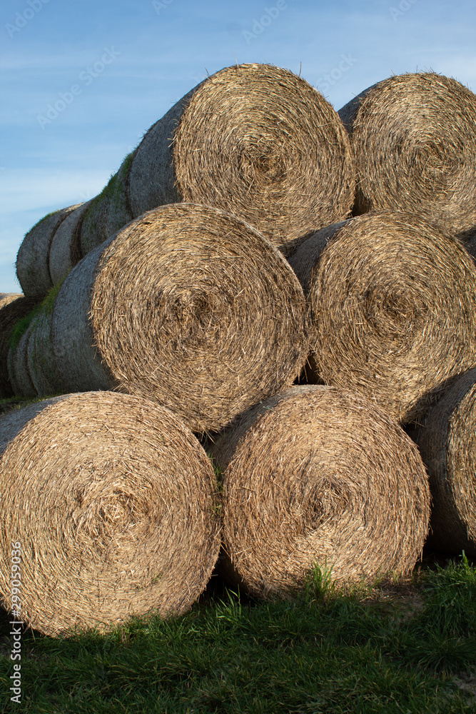 Close-up of cylindrical hay bales on farmland against a blue sky. Autumn landscape of cylindrical bales of hay in farmland in the sunset, cultivating fields. Close-up of cylindrical hay bales on farmland against a blue sky. Autumn landscape of cylindrical bales of hay in farmland in the sunset, cultivating fields.