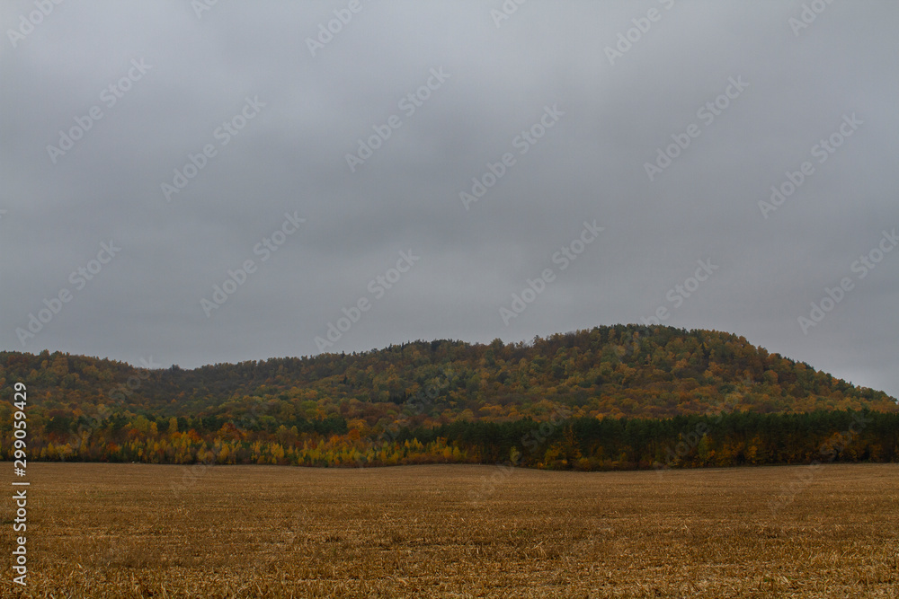 Fototapeta premium Autumn landscape of corn field and forest