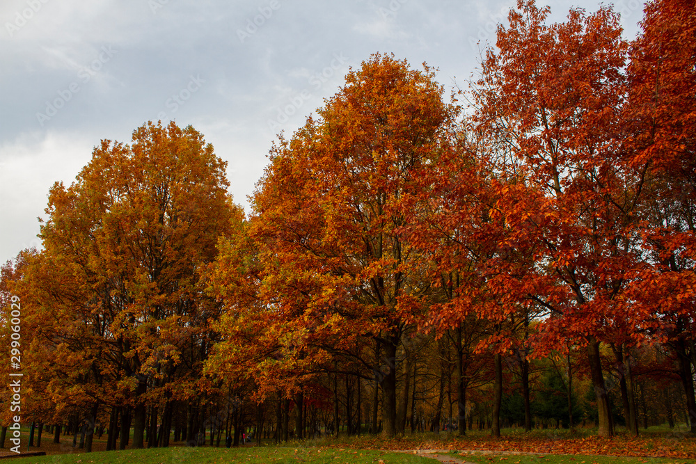 Beautiful autumn park, Ukraine