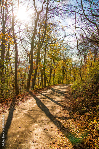 Forest in autumn with way in light and shadow