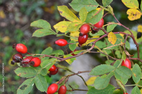 églantier fruit automnal