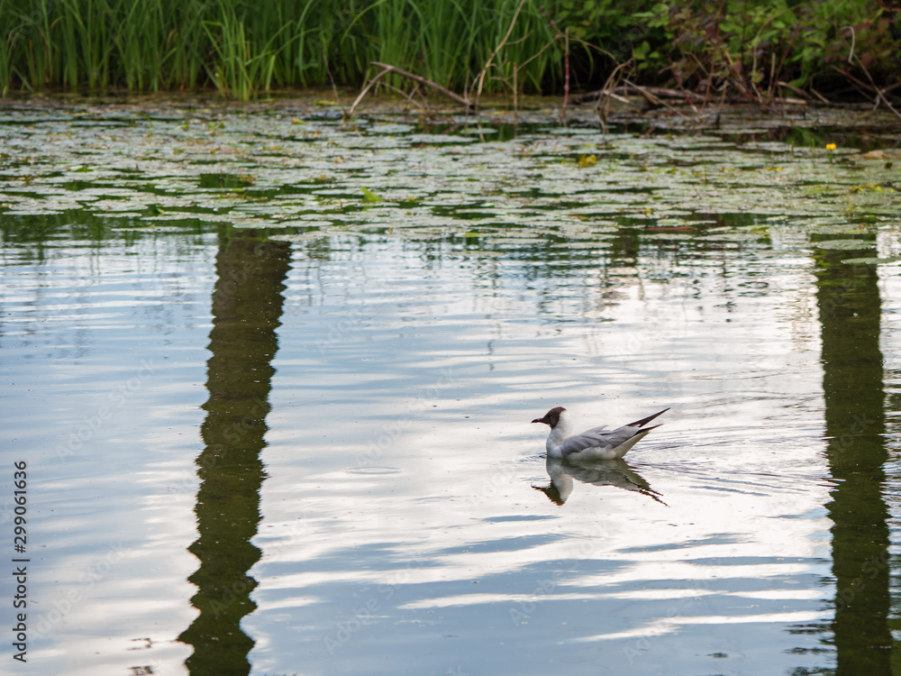Tern swims in the water near the shore. Tern swims in the water near the shore.