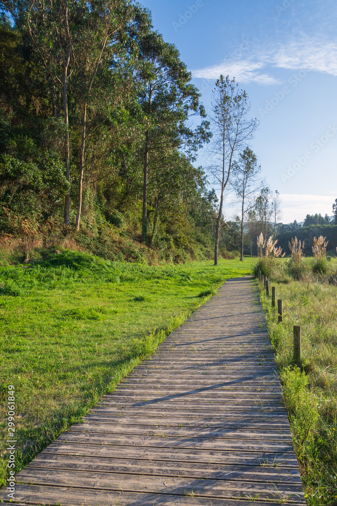 Obraz premium Autumnal landscape of a wooden path between grass, at sunset, with trees in the background, in Cantabria, Spain