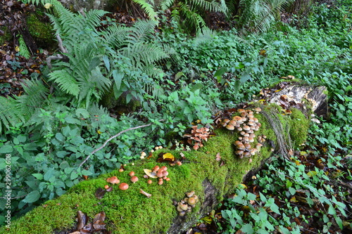 tronc mousse champignons