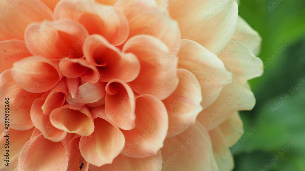Close up of camellia flower in hokkaido japan. Close up of camellia flower in hokkaido japan.