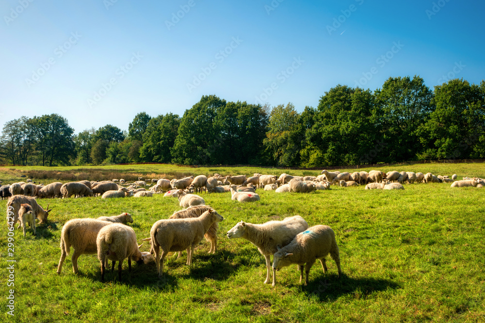 Sheep herd in the Dosenmoor in Schleswig-Holstein, Germany Sheep herd in the Dosenmoor in Schleswig-Holstein, Germany