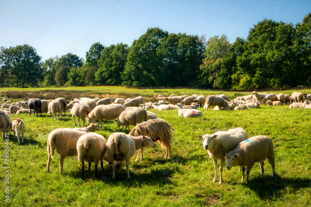Sheep herd in the Dosenmoor in Schleswig-Holstein, Germany