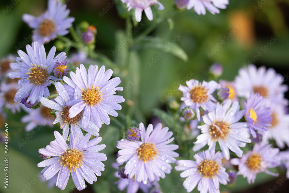 Purple flowers have water droplets on the petals in the morning after rain with a green background. Purple flowers have water droplets on the petals in the morning after rain with a green background.