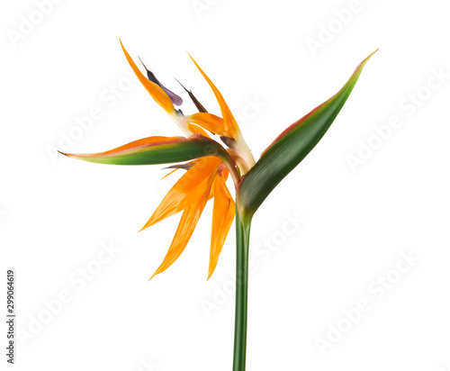 Strelitzia reginae flower, Bird of paradise flower, Tropical flower isolated ...