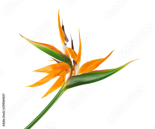 Strelitzia reginae flower, Bird of paradise flower, Tropical flower isolated on white background, with clipping path