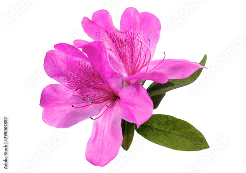 Azaleas flowers with leaves, isolated on white background with clipping path  