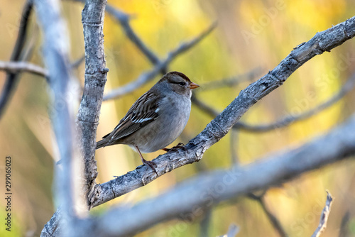 Adult Lark Sparrow has beak pointed to the right while watching the estuary from dried tree branch perch. photo