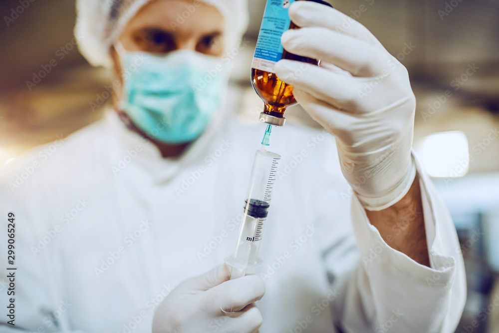 Close up of caucasian veterinarian in protective uniform and with rubber gloves filling syringe with vaccine. Barn interior. Close up of caucasian veterinarian in protective uniform and with rubber gloves filling syringe with vaccine. Barn interior.