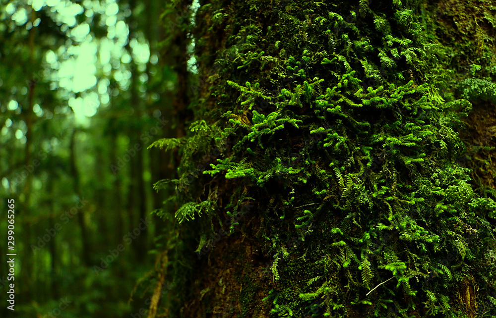 Obraz premium green moss background