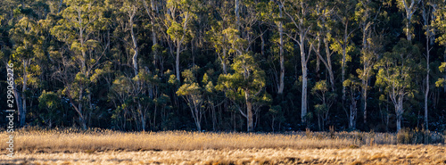 Australian glass land with forest background in golden light panorama Sclerophyll forests in an evening sun  photo