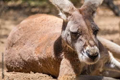 Joey kangaroo in the Zoo in Queensland