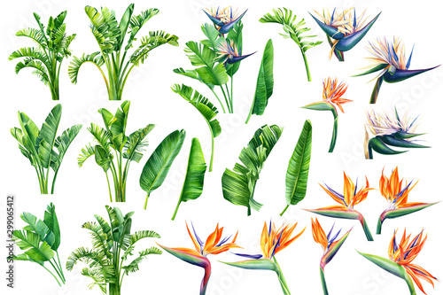 Set of Strelitzia flowers and leaves on an isolated white background, watercolor tropical plants, botanical illustration, greeting card, bird-of-paradise photo