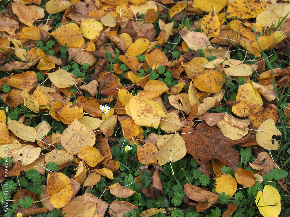 Gefallenes Herbstlaub auf der Wiese mit Gänseblümchen Gefallenes Herbstlaub auf der Wiese mit Gänseblümchen