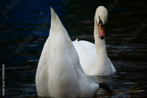 swan on the lake