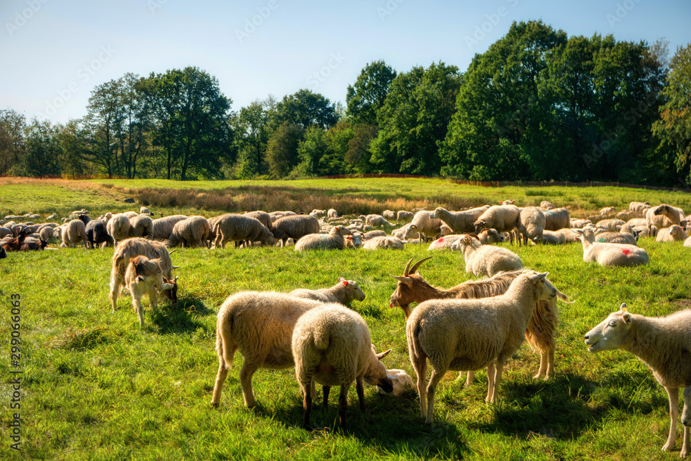 Fototapeta premium Sheep herd in the Dosenmoor in Schleswig-Holstein, Germany