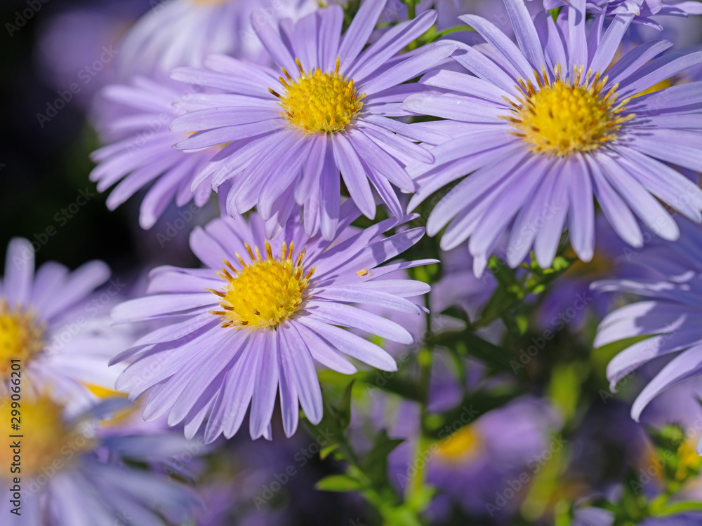 Blühende Herbstastern, Symphyotrichum, im Garten Blühende Herbstastern, Symphyotrichum, im Garten