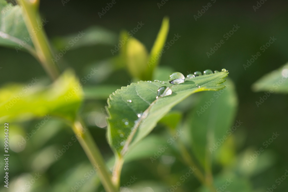 Raindrops on the leaf close-up image. Raindrops on the leaf close-up image.
