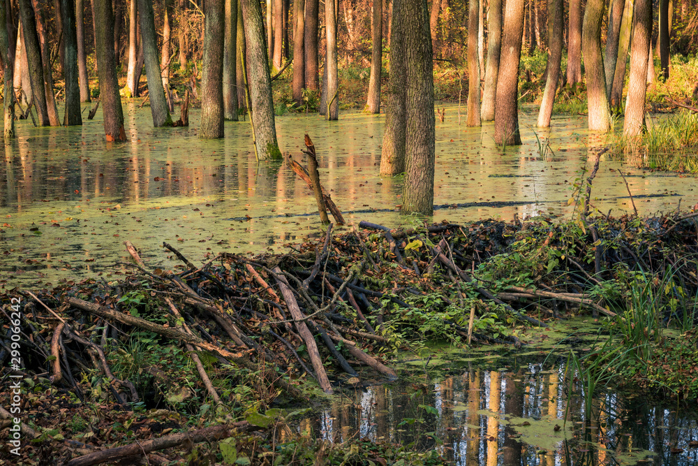 Fototapeta premium Beaver lodges in a swamp near Piaseczno, Masovia, Poland